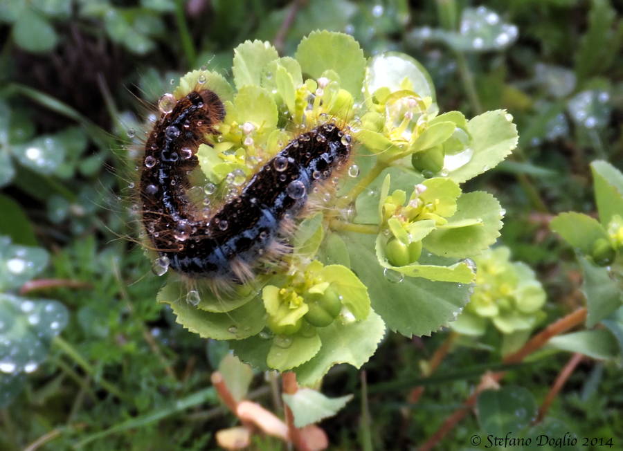 larva garganica da id :-)